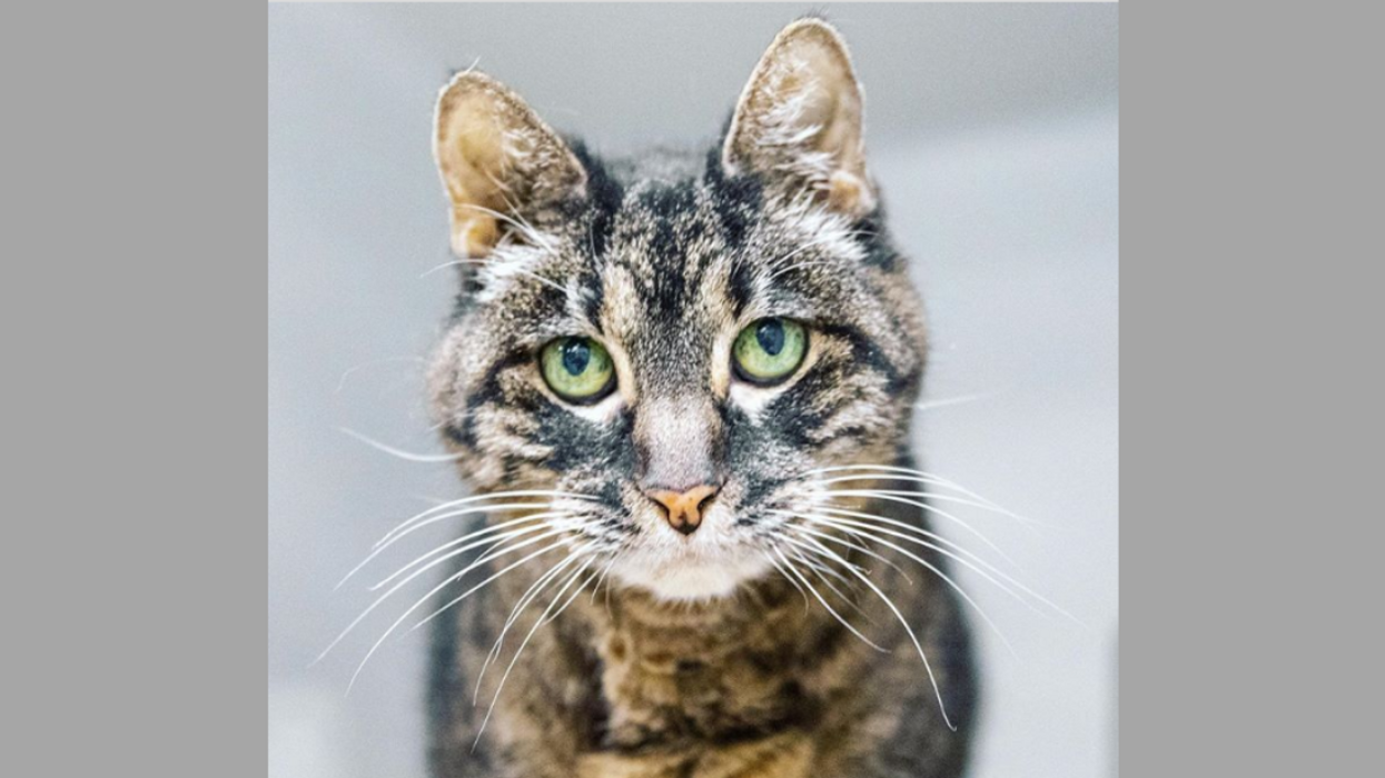 19-Year-Old Cat Abandoned At Airport Finds A New Home Just In Time For The Holidays