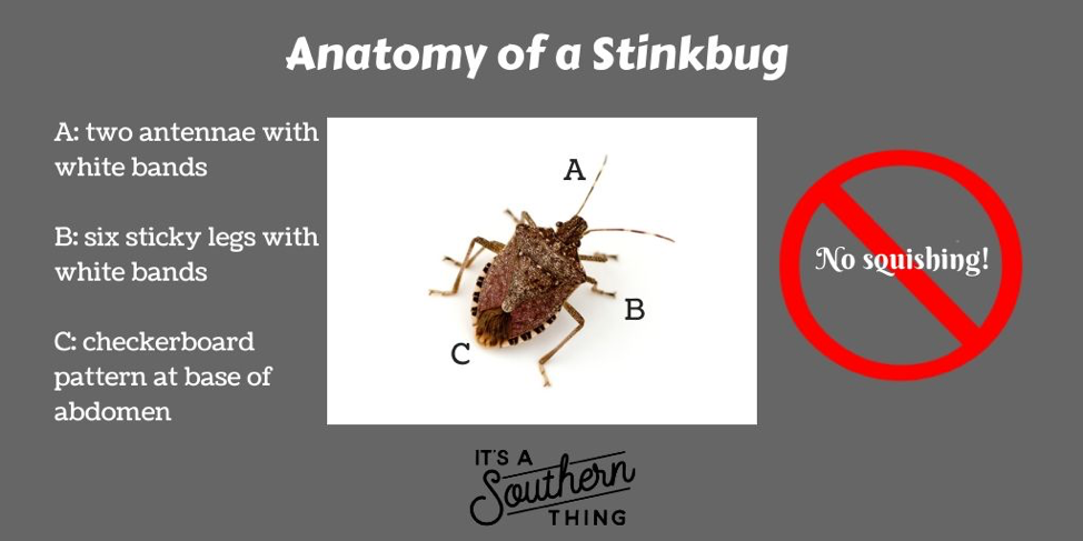 There is a way to get rid of stinkbugs, but you're not gonna like it