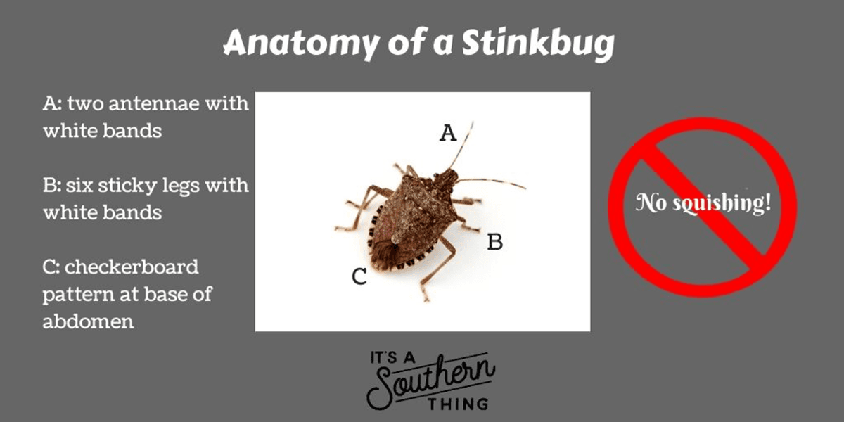 How do I get rid of stinkbugs? - It's a Southern Thing