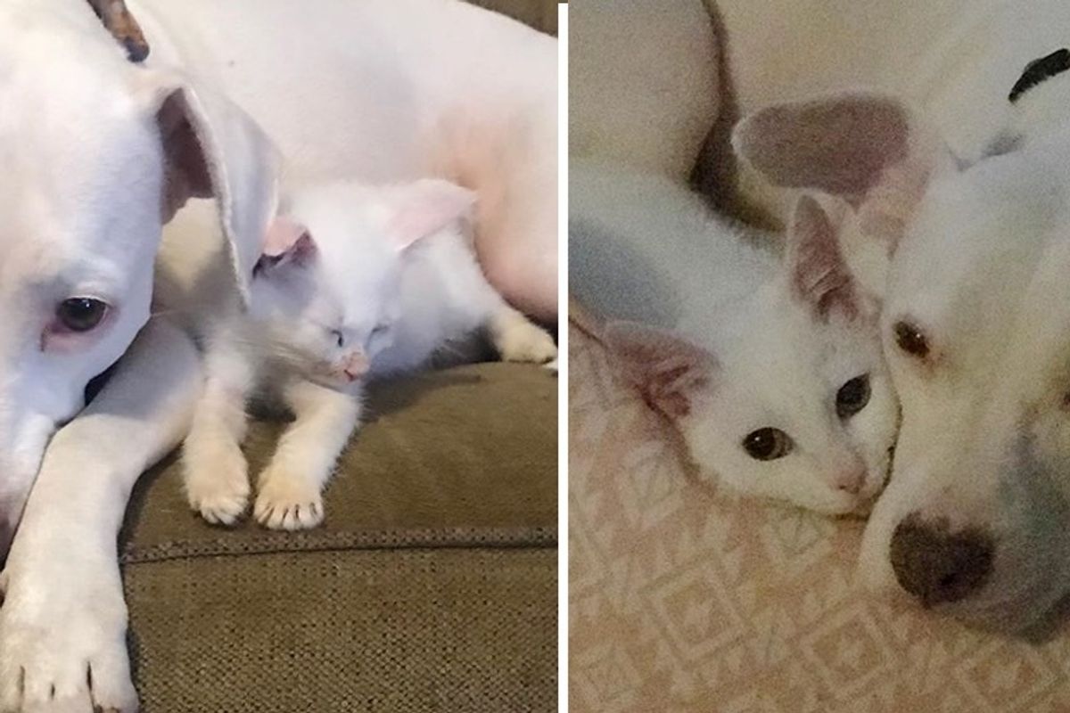 Kitten Rescued from Streets, Perks Up When He Finds Dog to Cuddle