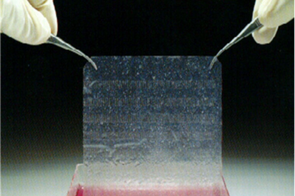 «Oltre 7.000 donne ogni anno si operano
all’organo sessuale. Colpa pure del porno»