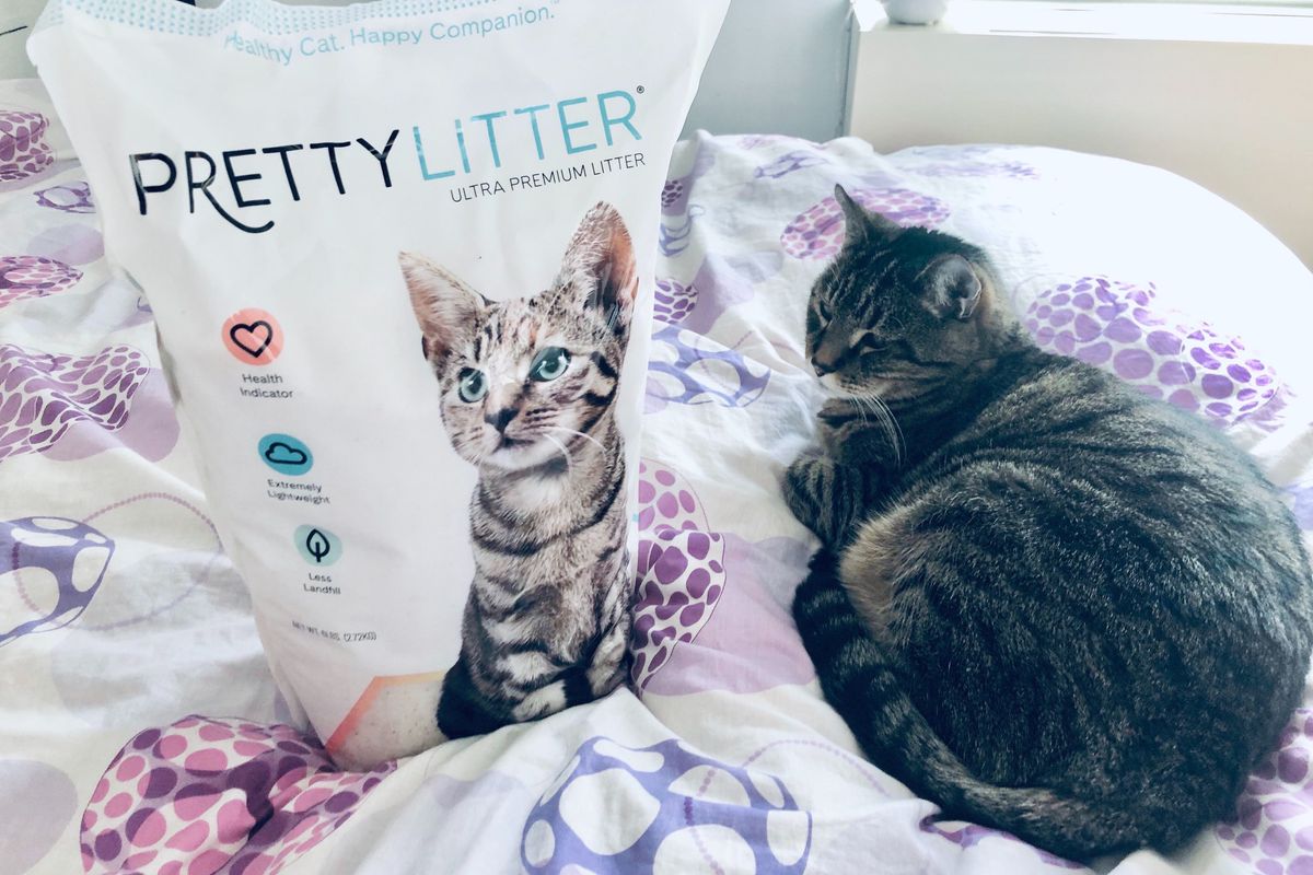 Why this Kitty Litter is Purrrfect for the Holiday Season