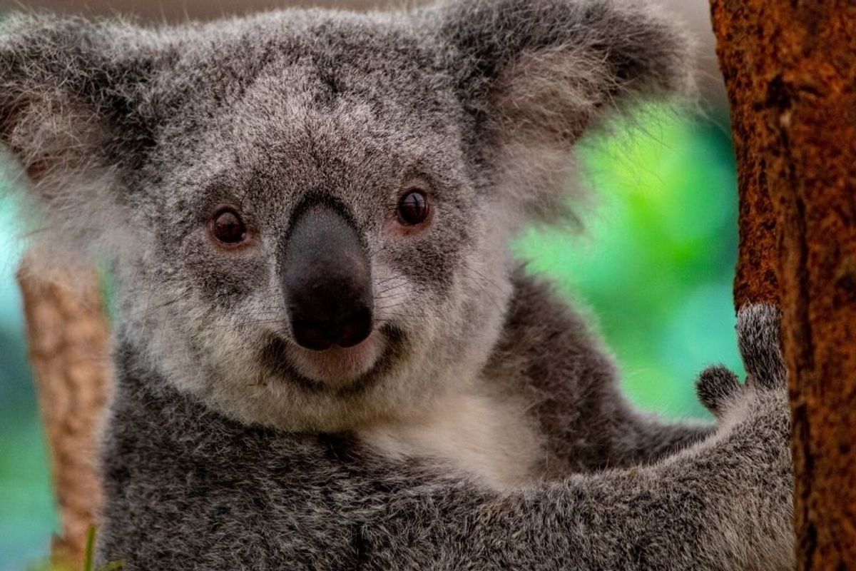 No, Koalas are not ‘functionally extinct,’ but that doesn’t mean they’re okay
