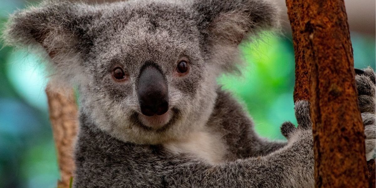 Stopping koala extinction is agonisingly simple. But here's why I