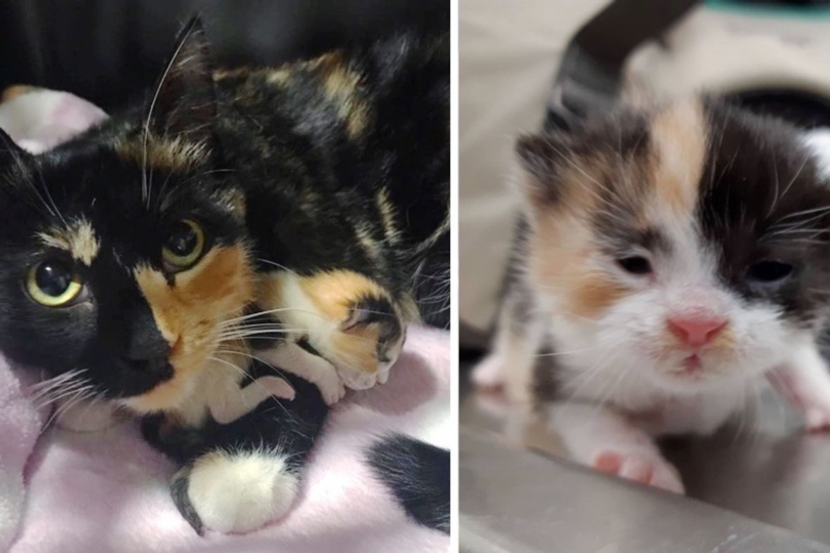 Cat Is So Happy When Rescuers Help Her Only Kitten Thrive