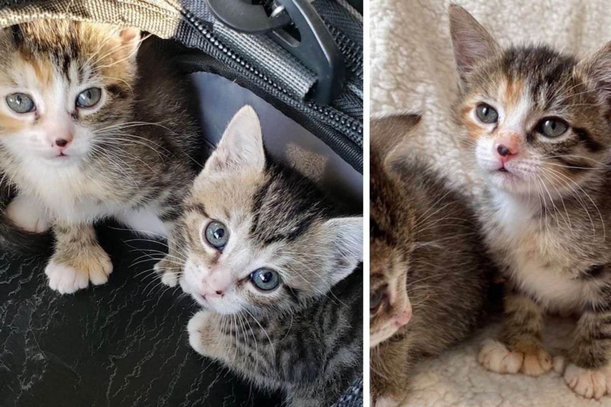 Kitten With Mitten Paws Cuddles Her Brother After They Were Rescued Together