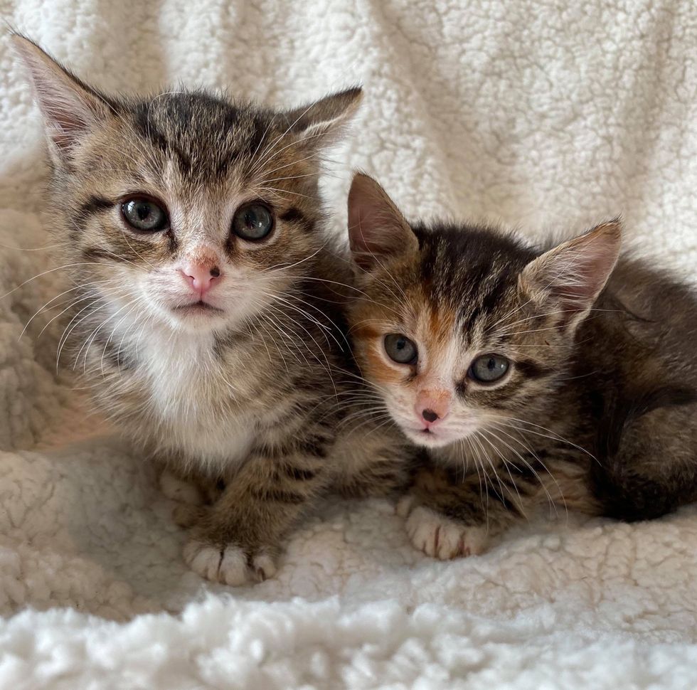 Kitten With Mitten Paws Cuddles Her Brother After They Were Rescued 