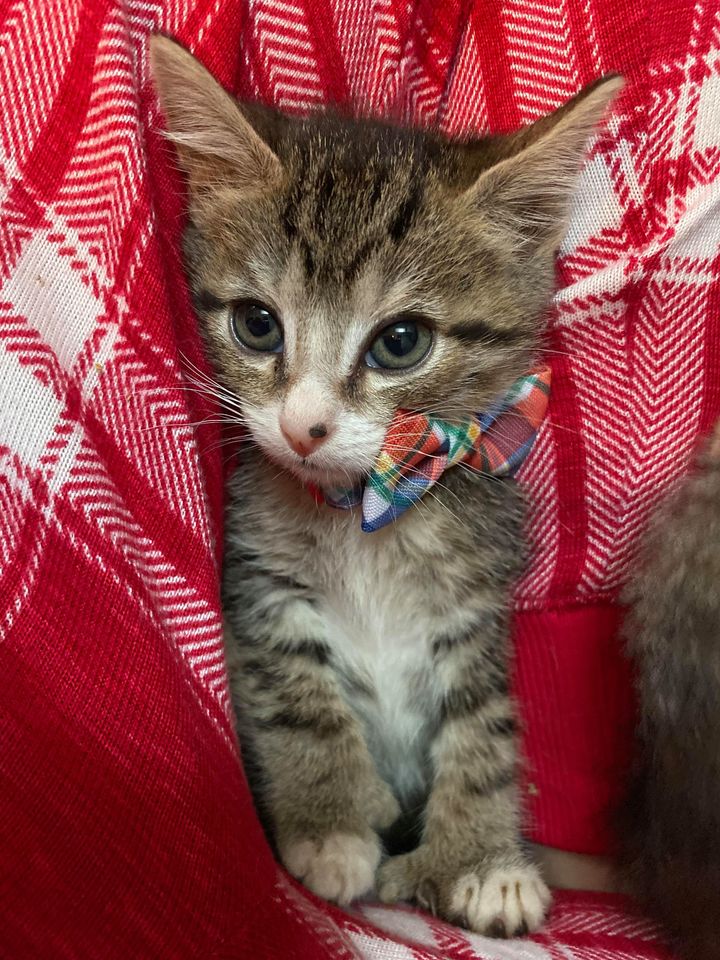 Kitten With Mitten Paws Cuddles Her Brother After They Were Rescued ...