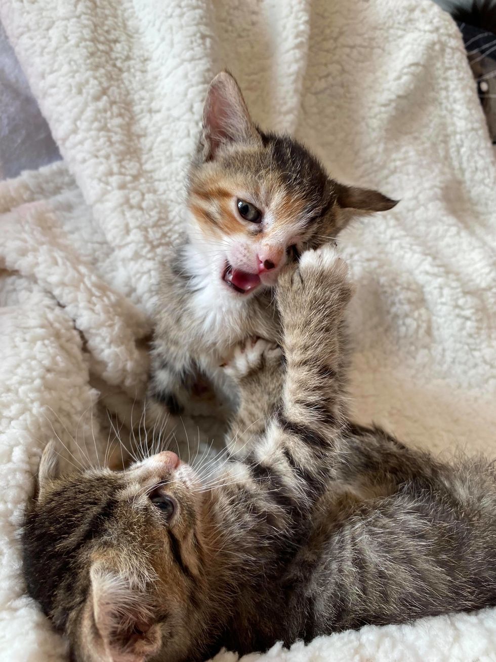 Kitten With Mitten Paws Cuddles Her Brother After They Were Rescued