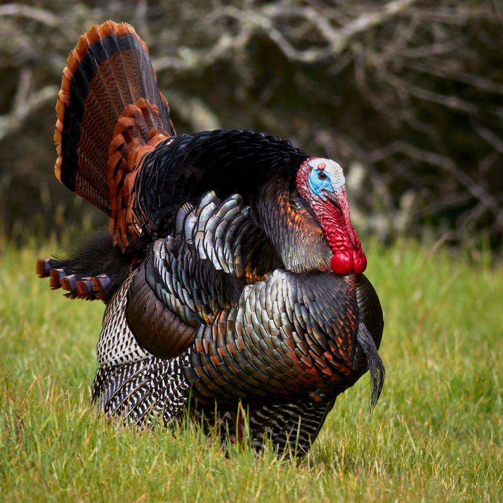 Will Turkey Ever Be Eliminated From Thanksgiving Meals?