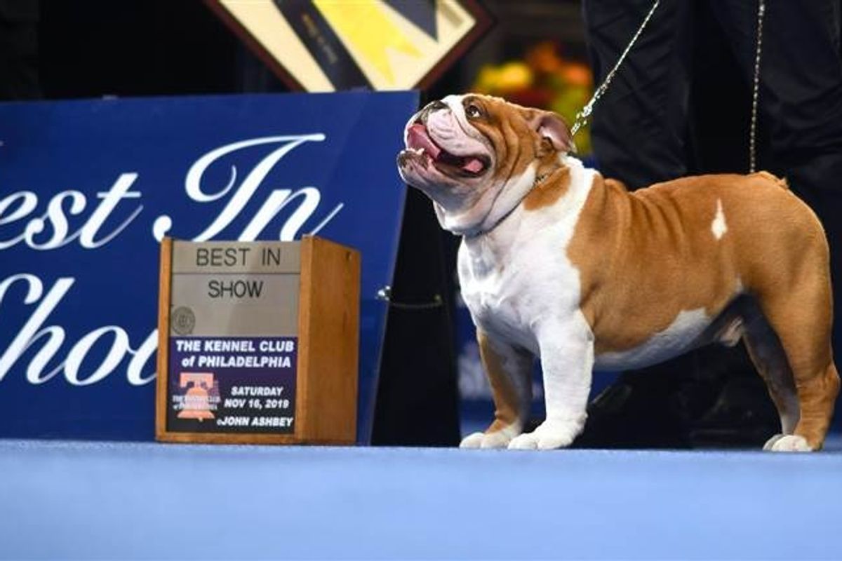 A Bulldog Named Thor Is Officially America's Goodest Boy