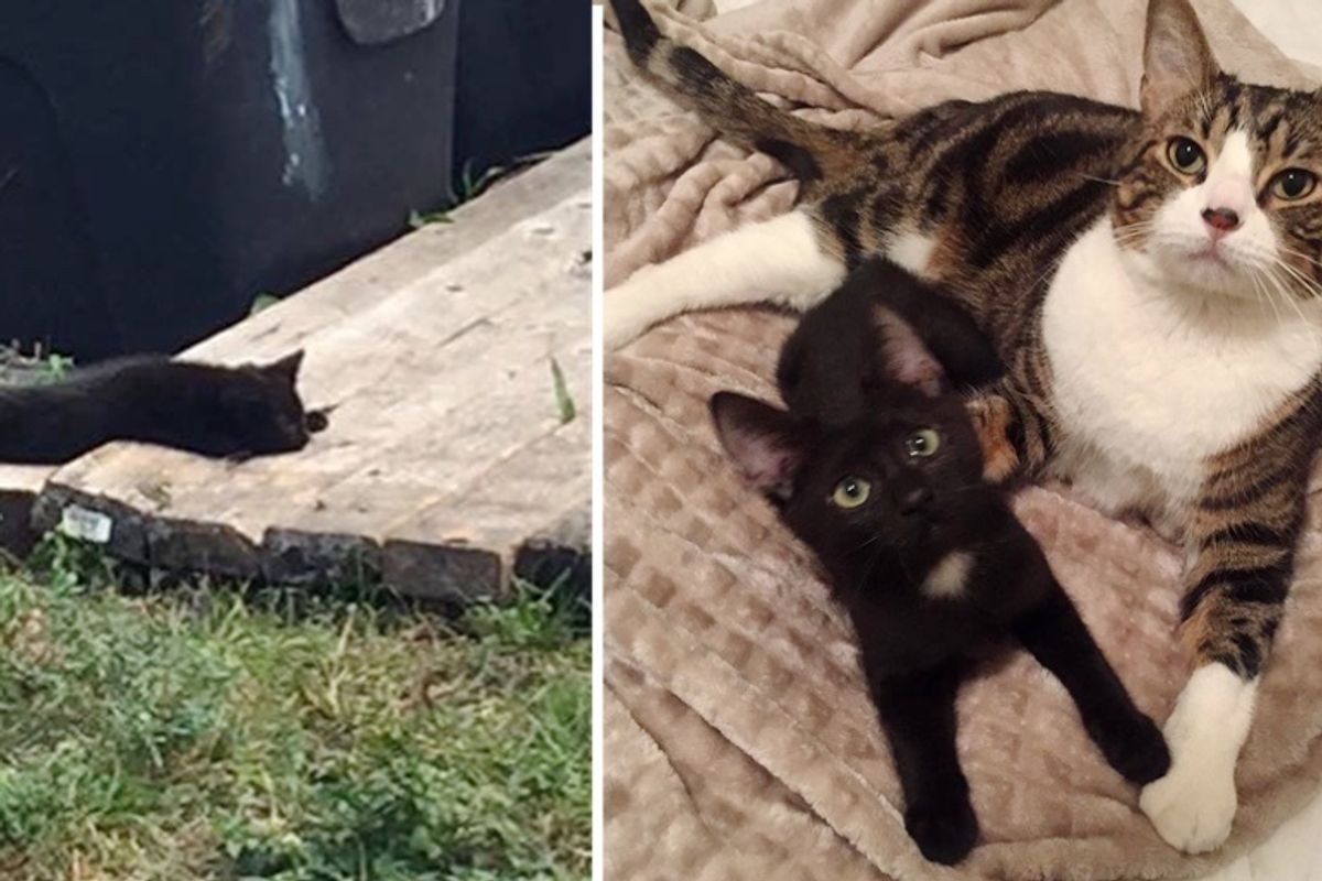 Kitten Rescued from Stray Life, Finds a Friend She Always Wanted