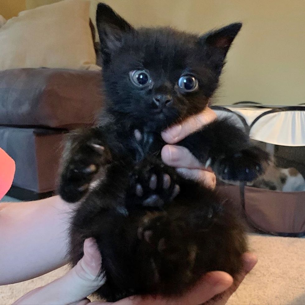 Man Hears Kitten’s Cries and Rescues Him From Roadside Just in Time ...