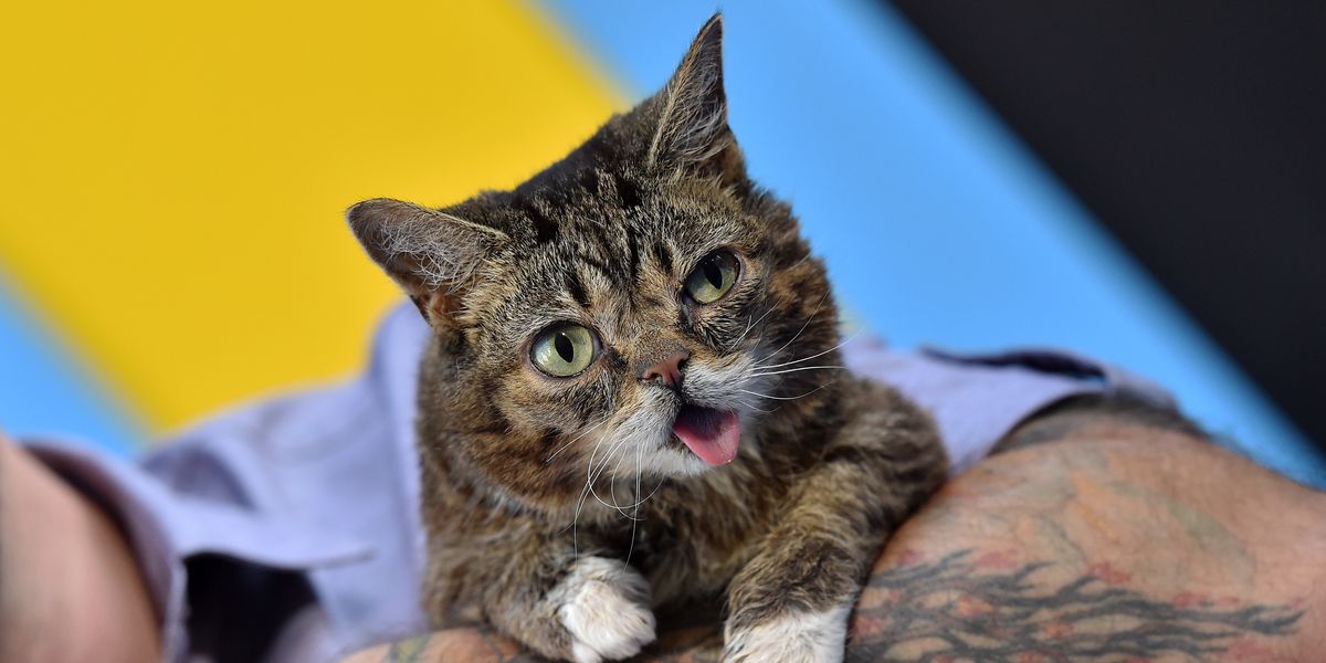 Lil Bub Is Dead