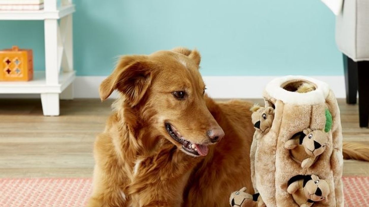 10 Christmas gift ideas for your favorite doggo