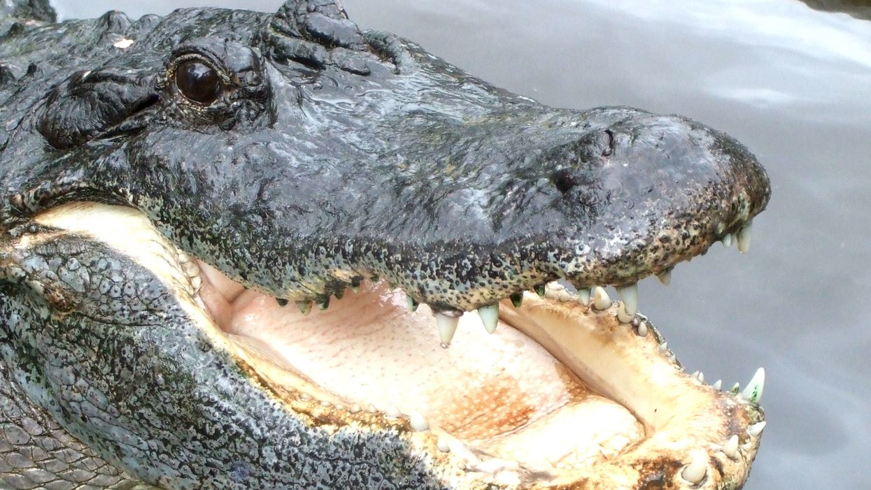 Alligators are getting a little too big for their britches and here's why