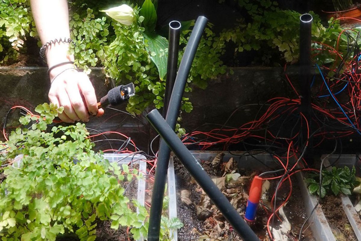 A plant is learning to take selfies in the name of science