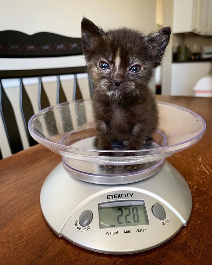 Kitten on scale : r/MadeMeSmile