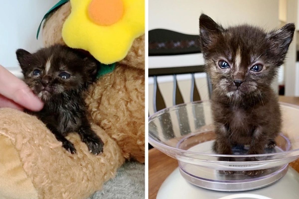 Rescuers Found Pint-sized Kitten Under Tree Branches and Turned Her Life Around