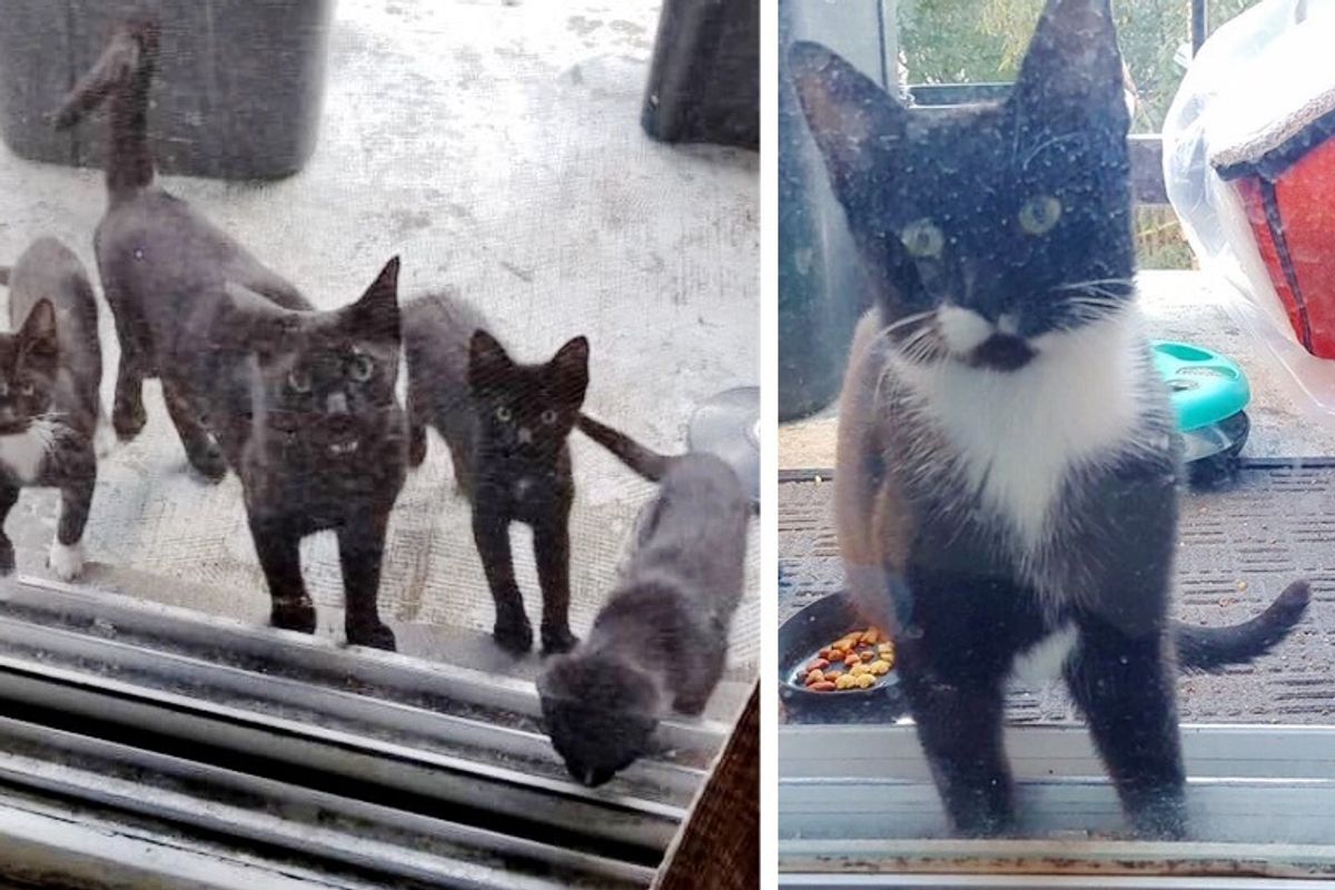 Cat Brings Her Kittens to a Family that Was Kind to Her, and Asks for Help