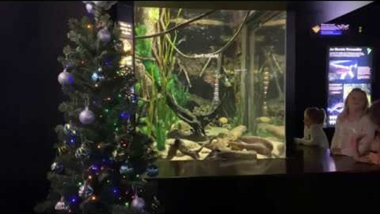 An electric eel is powering the lights of a Christmas tree at the Tennessee Aquarium