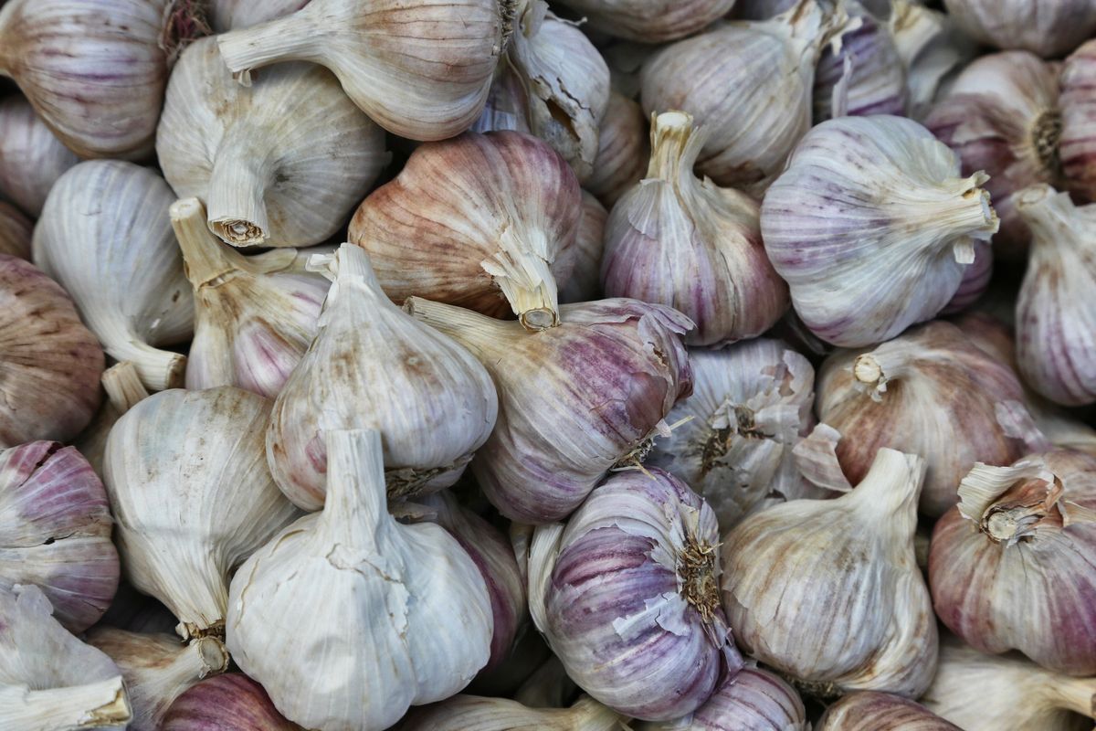 La grande rivincita dell’aglio: da cibo «villano» a cibo medicinale