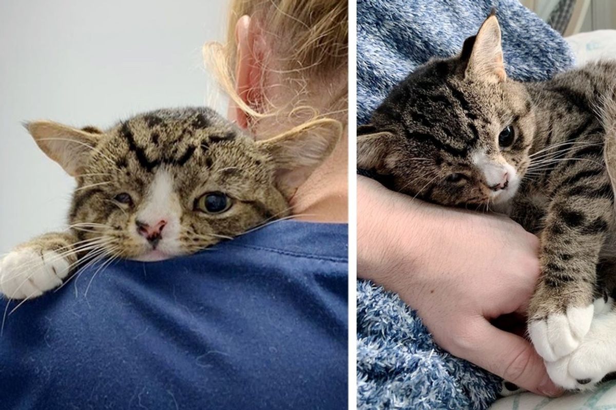 Kitten Who Longed for a Home, Walked up to Man and Asked to Be Adopted