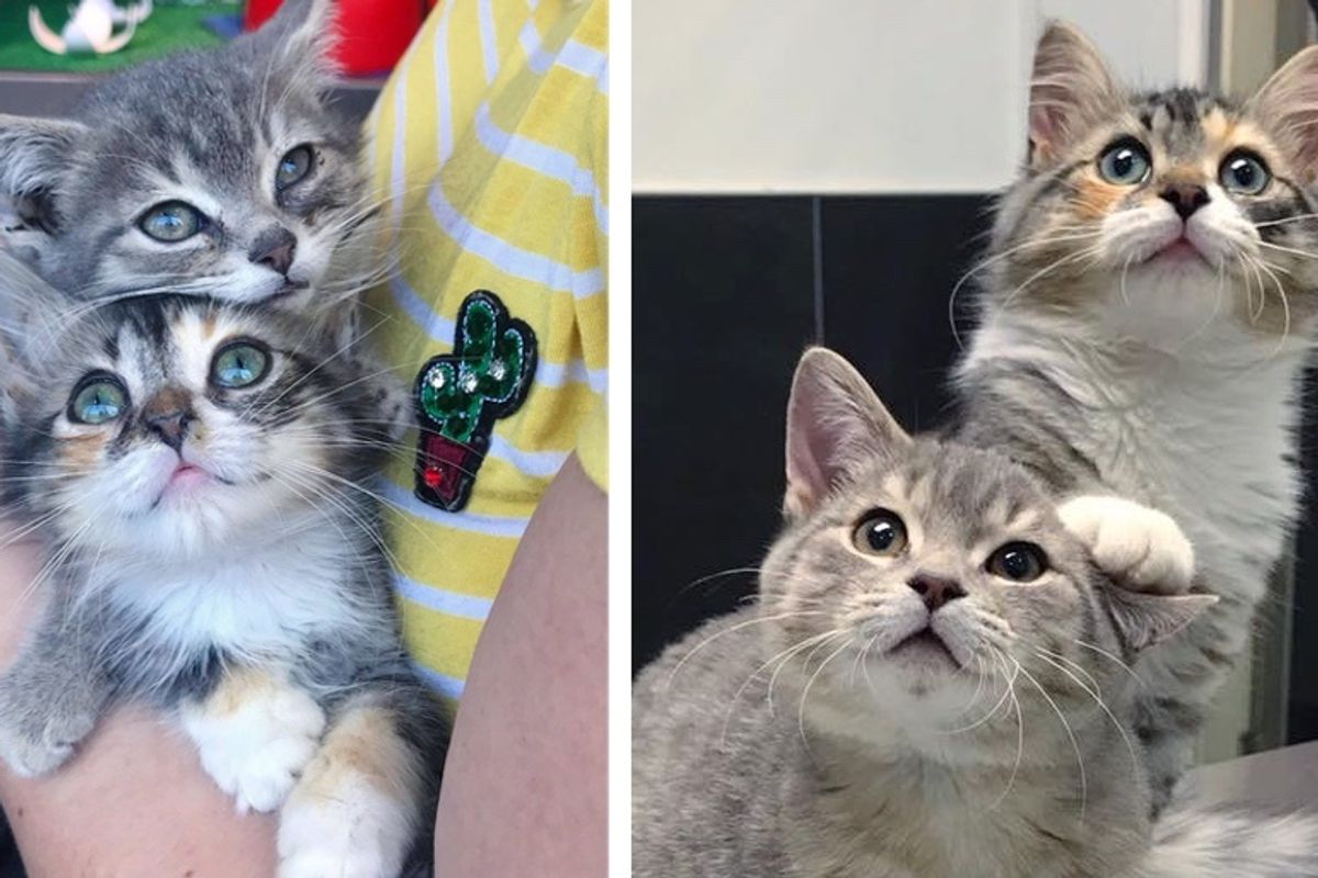 Kittens Rescued from the Street Have Their Dream Come True Right Before the New Year