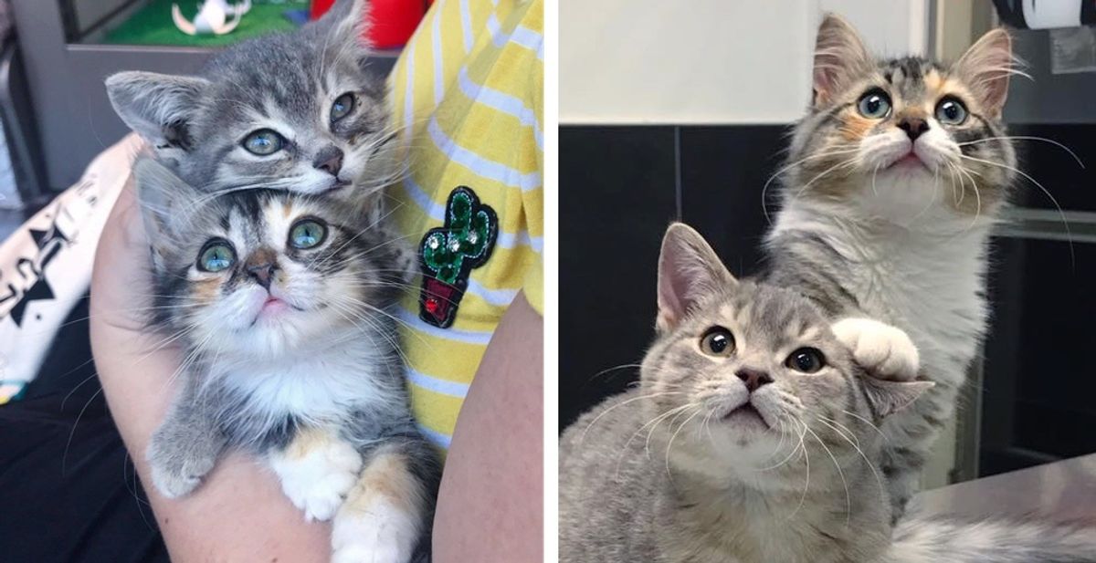 Kittens Rescued from the Street Have Their Dream Come True Right Before the New Year