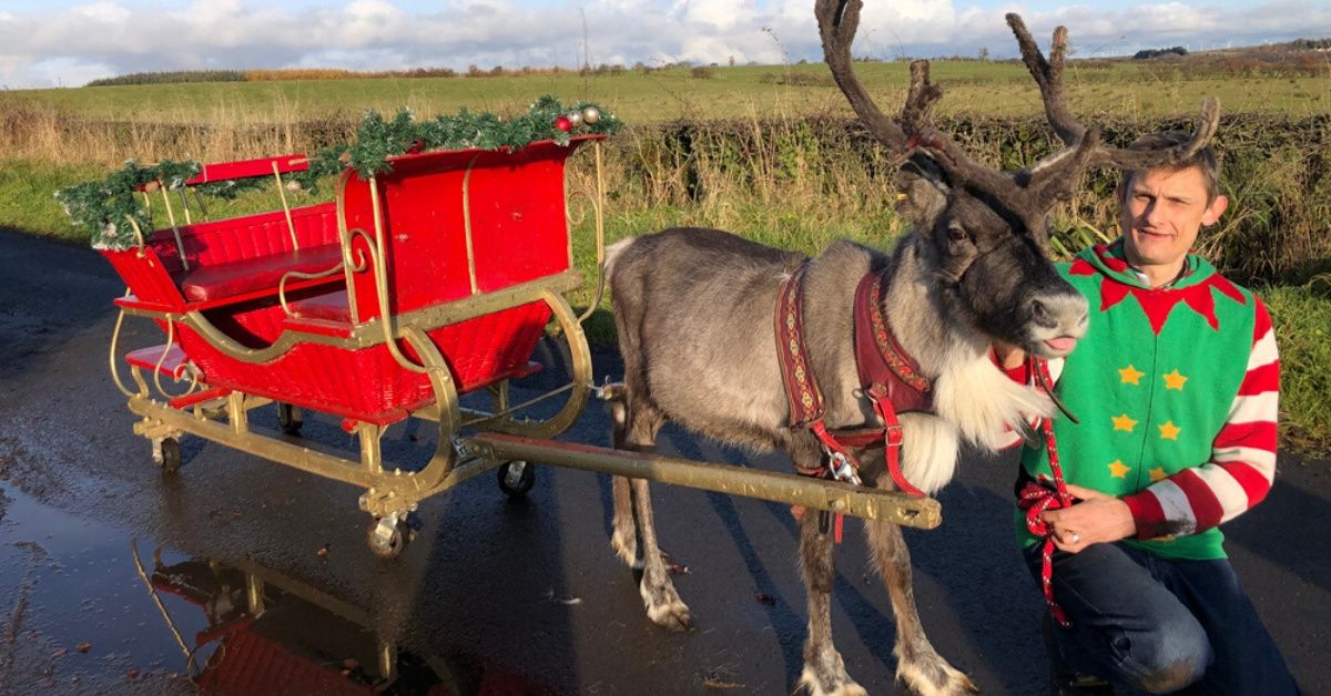Injured Reindeer Who Was Saved From Being Put Down By Physiotherapy Is Now Pulling His First Sleigh