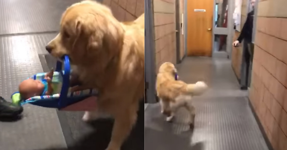 Massachusetts Police Catch Therapy Dog Stealing Donated Christmas Toys From Station In Adorable Video