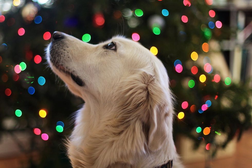 If You Got A Pet For Christmas, Remember They're A LIFELONG Responsibility, Not Just A Gift