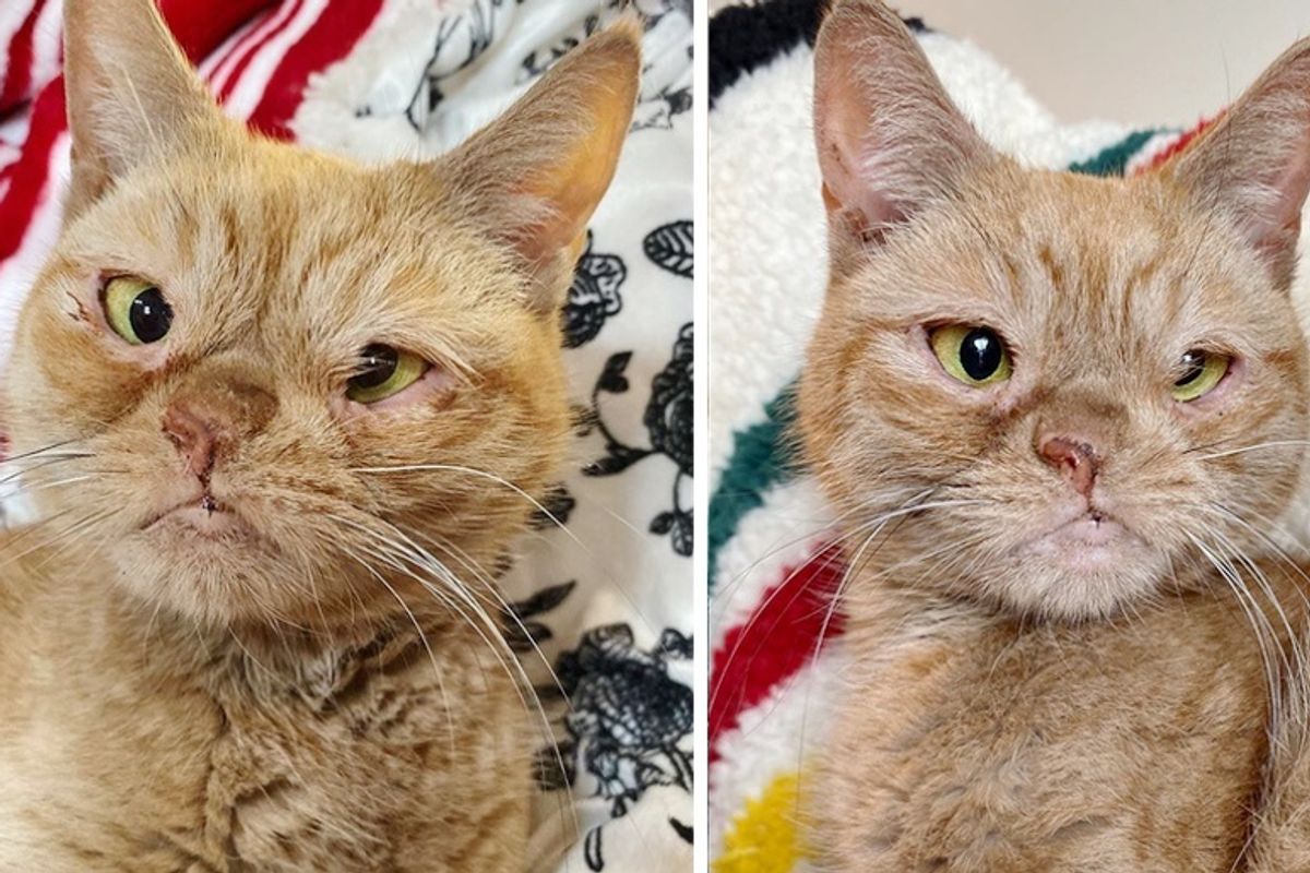 Cat With One Nostril Has Her Dream Come True for the Holidays After Being Found on Construction Site