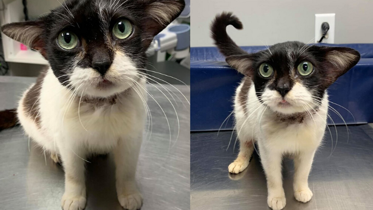 A rescue cat from North Carolina looks like 'Baby Yoda,' and it's the latest chosen pet of the internet