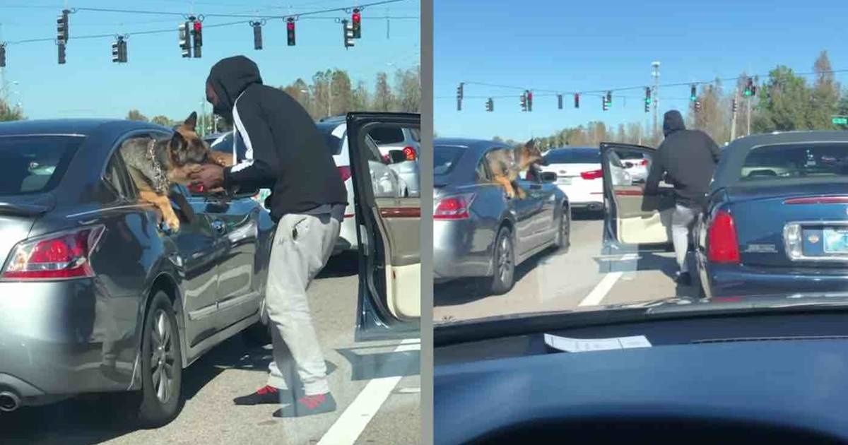 Man jumps out of his car with a puppy in the most adorable red-light moment ever recorded