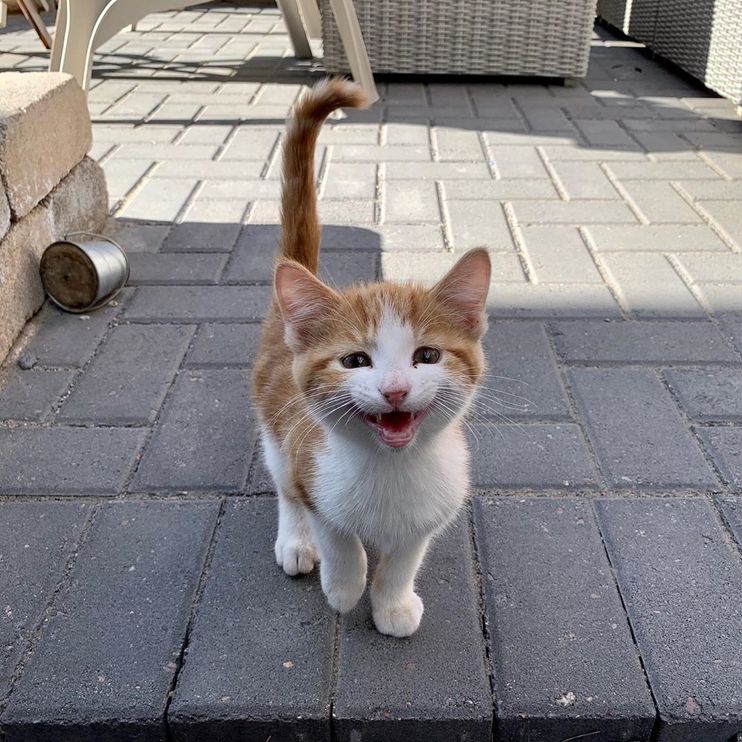 Stray Kitten Finds Police Officer To Go Home To - Love Meow