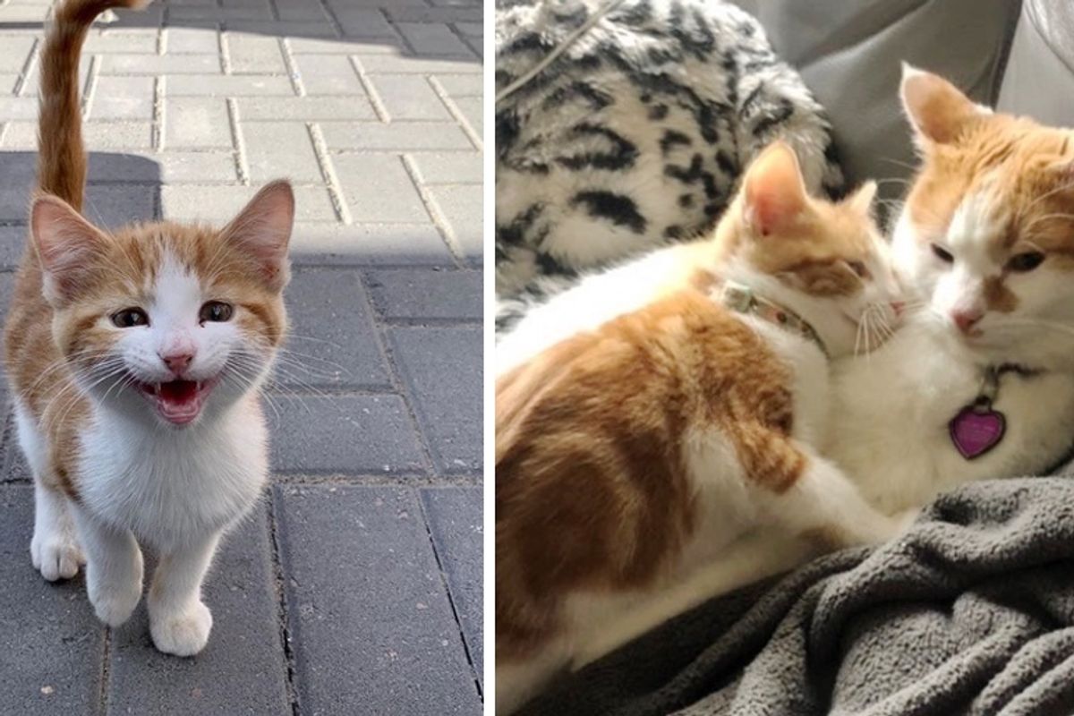 Woman Tries to Find Stray Kitten a Home, But the Kitty Has a Different Plan
