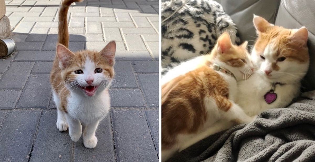 Woman Tries to Find Stray Kitten a Home, But the Kitty Has a Different Plan