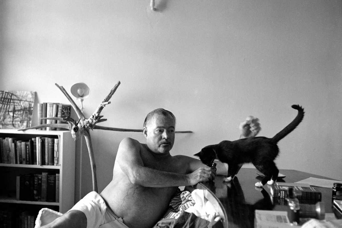 L’ultimo capolavoro di Hemingway è l’esercito di gatti che abita casa sua