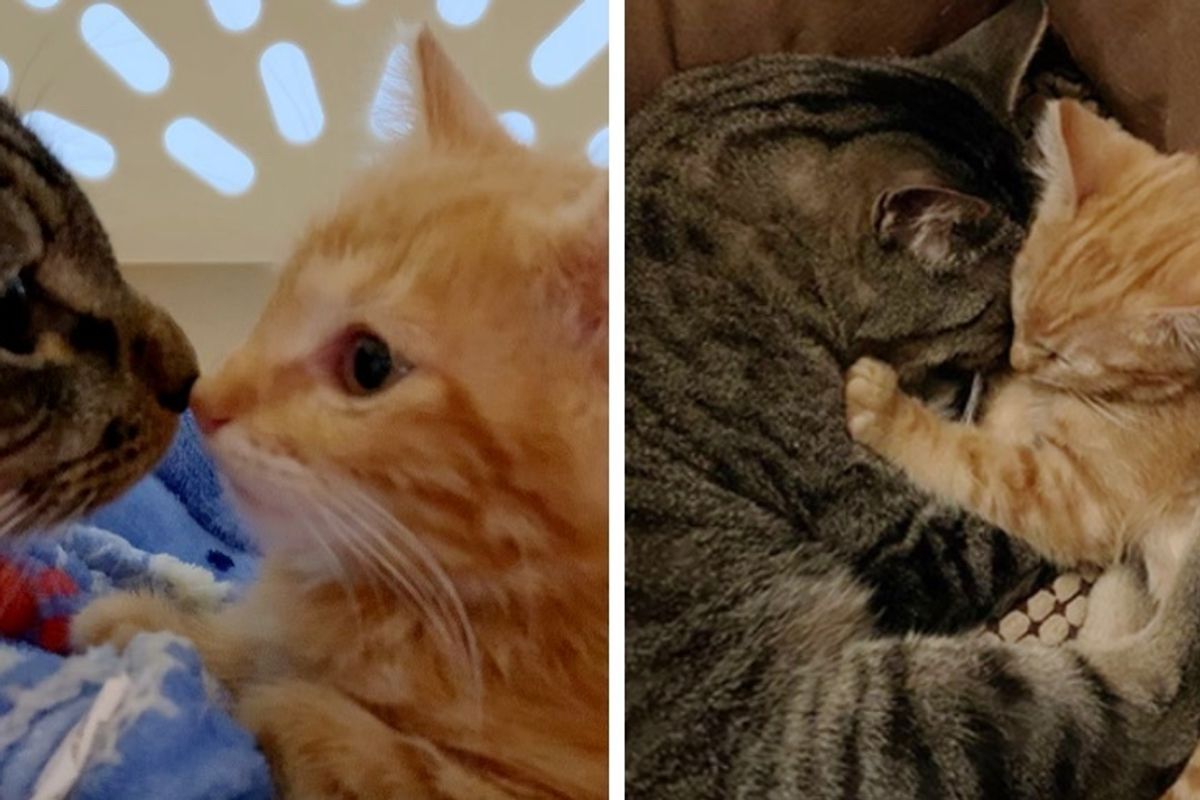 Cat Cuddles Shy Kitten After He Was Found Wandering the Streets Alone