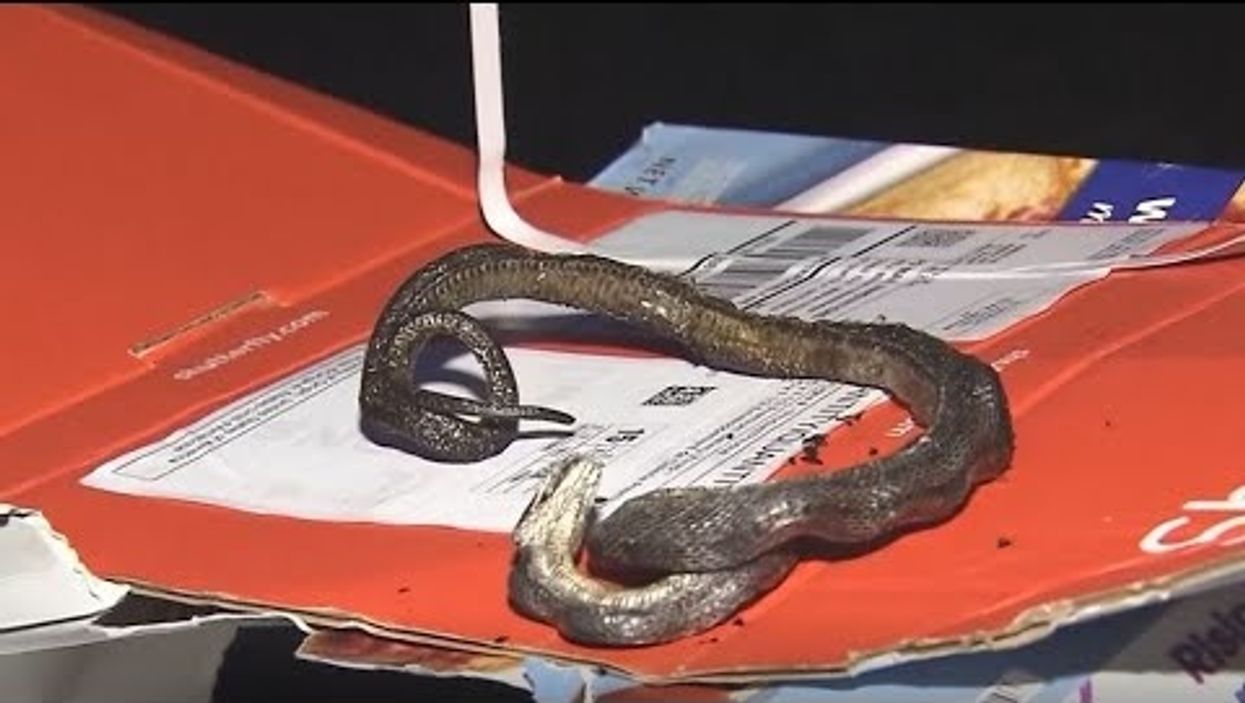 North Carolina family finds a charred snake in their oven while baking a pizza