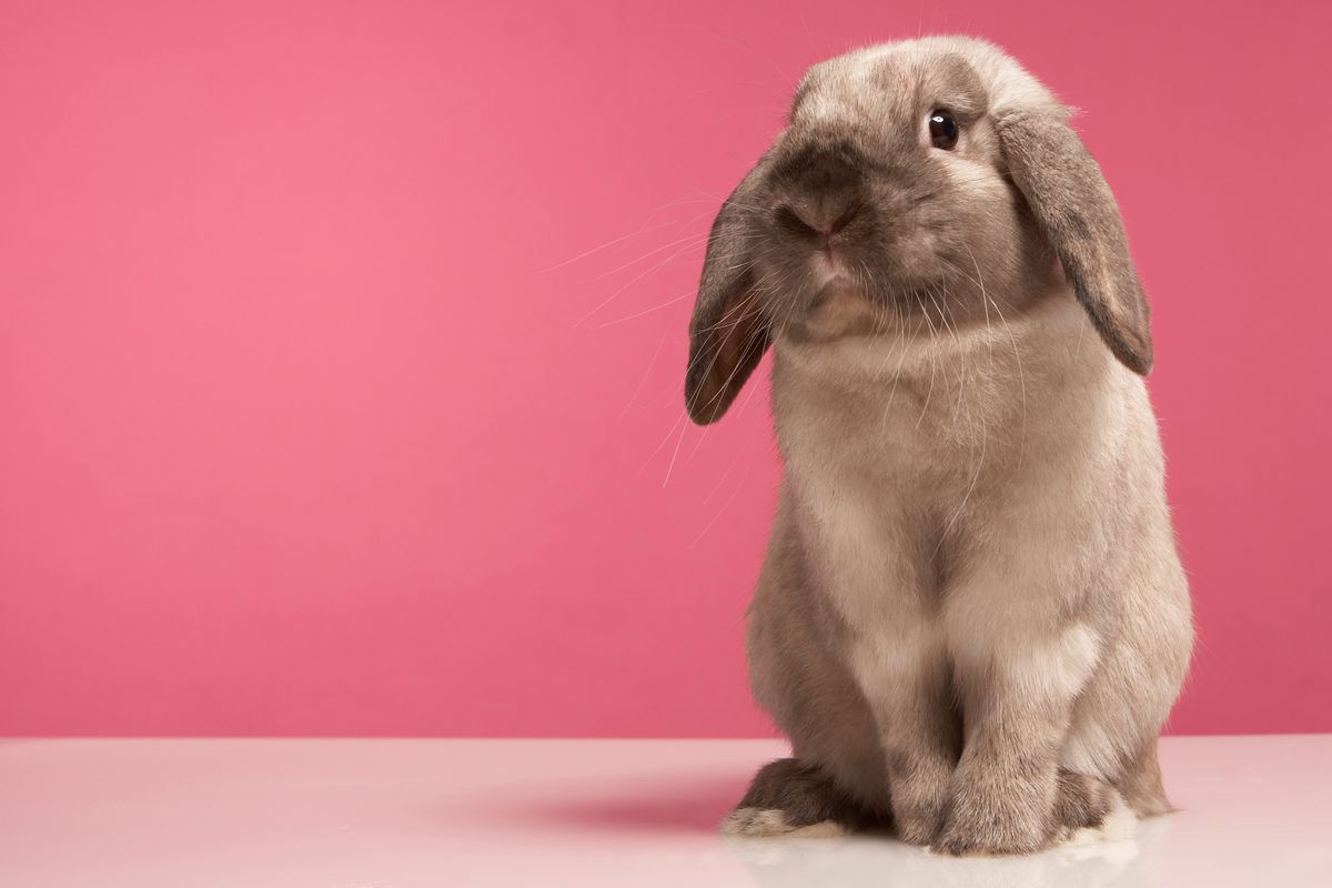 These Three Major States Just Banned Animal Testing in Cosmetics - PAPER