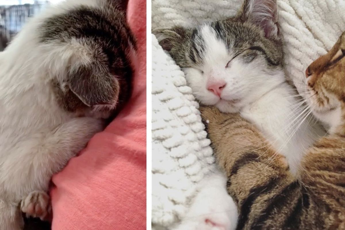 Shy Kitten Who Was Found On a Porch, Finds Family He Always Wanted