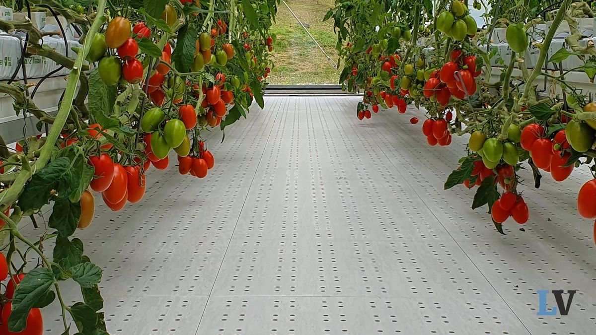 A Rieti si produce in serra l'insalata super bio: in 7 giorni è pronta per la tavola