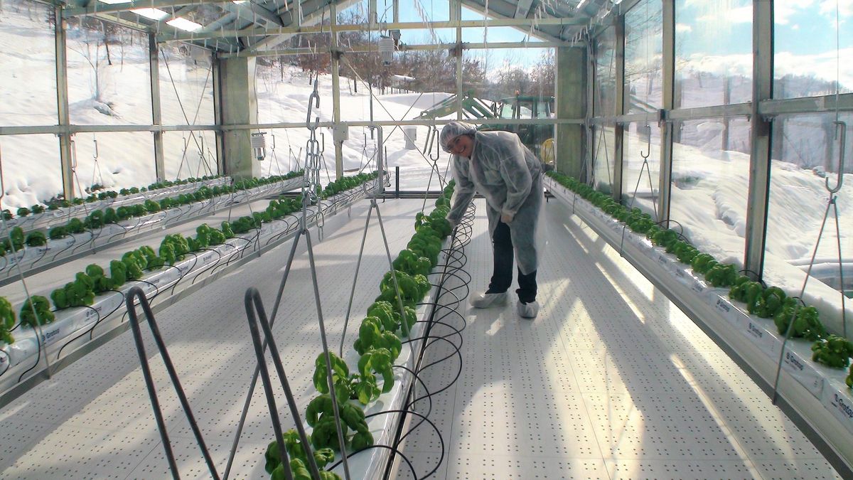 A Rieti si produce in serra l'insalata super bio: in 7 giorni è pronta per la tavola