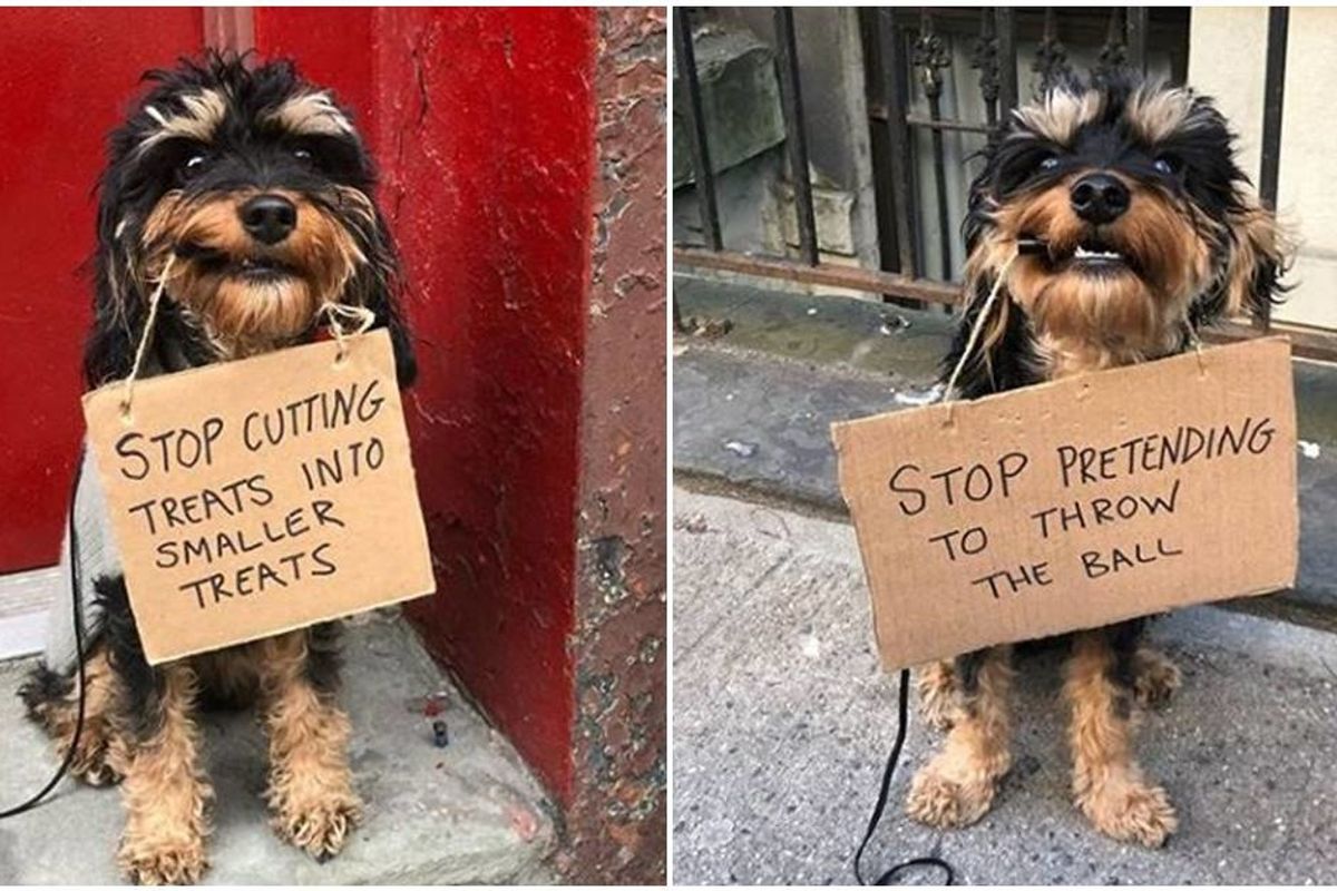 An adorable dog is turning the tables on his owner by holding signs that shame humans