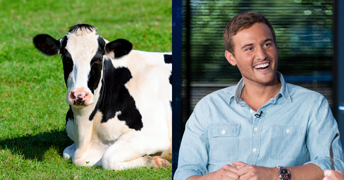 A 'Bachelor' Contestant Brought Her Emotional Support Cow, And Fans Are Living For It