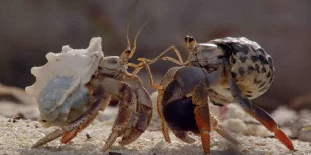 Hermit crabs line up biggest to smallest to exchange shells, and it's ...