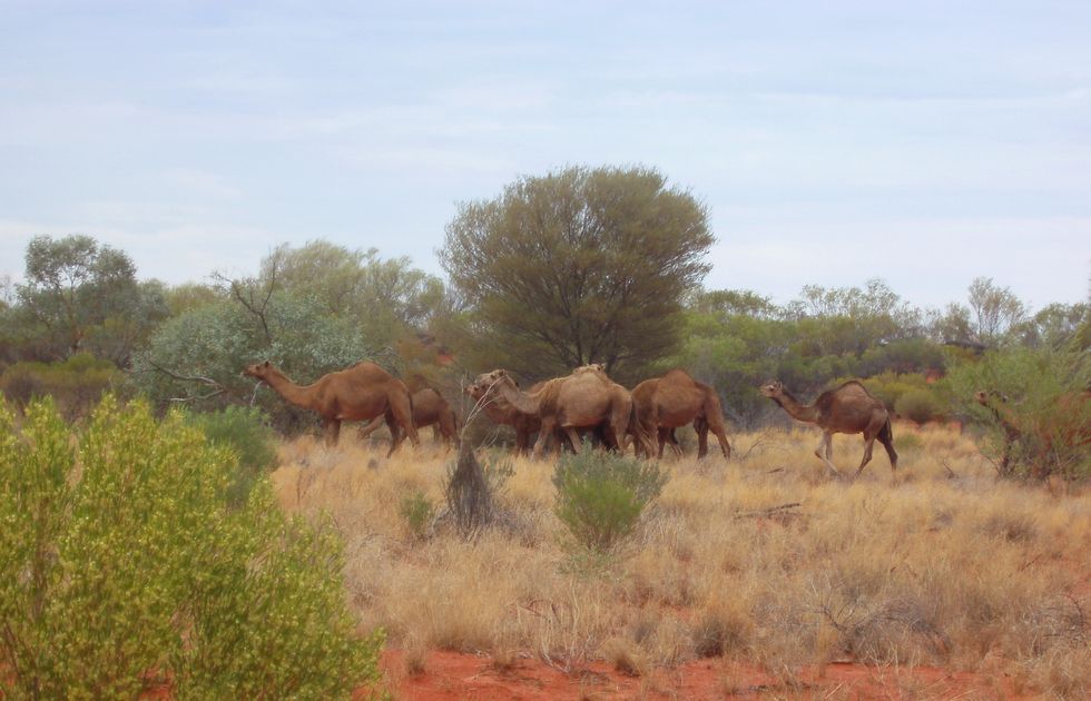 10,000 Australian Camels Are About To Be Slaughtered To Conserve Water