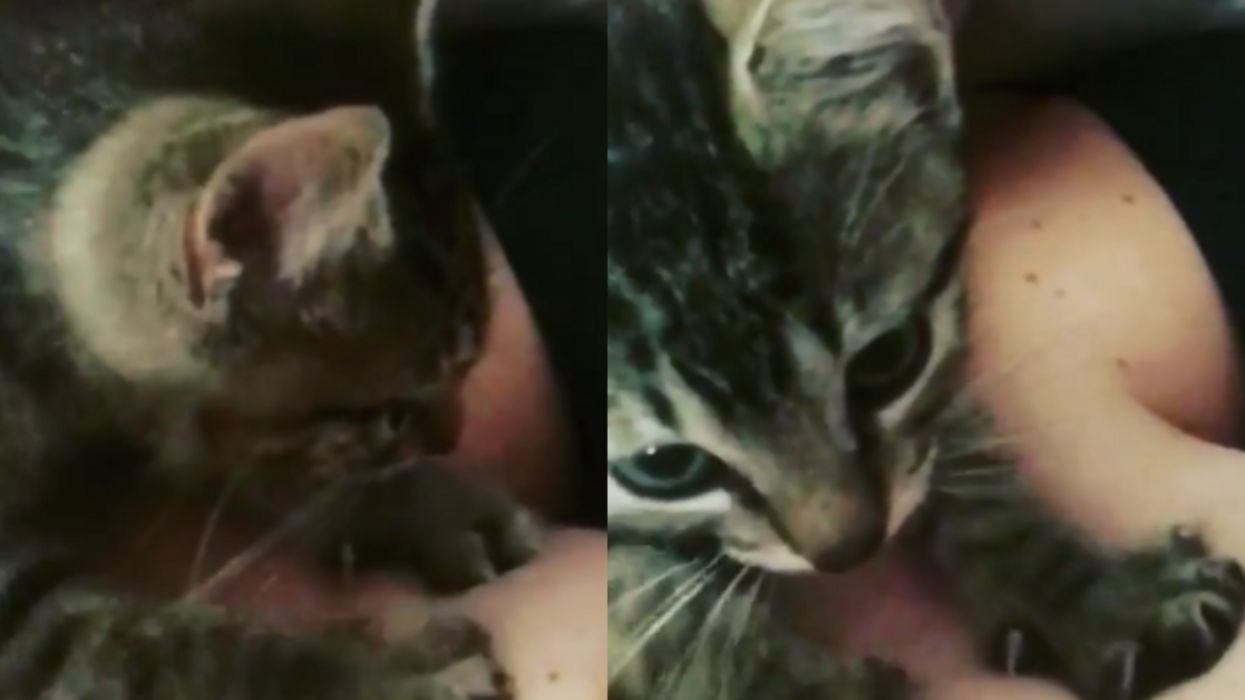 Mom's Foster Kitten Acts As Her 'Lactation Assistant' By Kneading Her Breasts In Viral Video